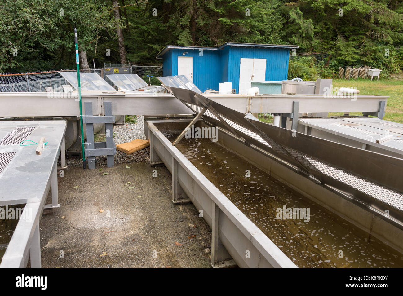 Salmon tanks at the Thornton Creek Hatchery near Ucluelet, BC, Canada