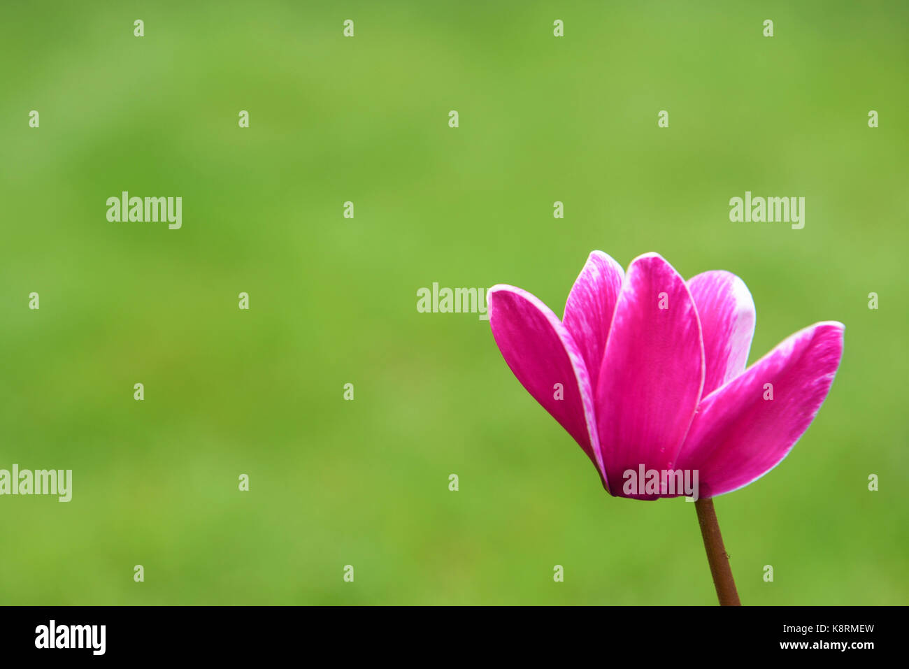 Close up photography of a vibrant cyclamen flower in red dark pink with natural garden green grass blur background and space Stock Photo