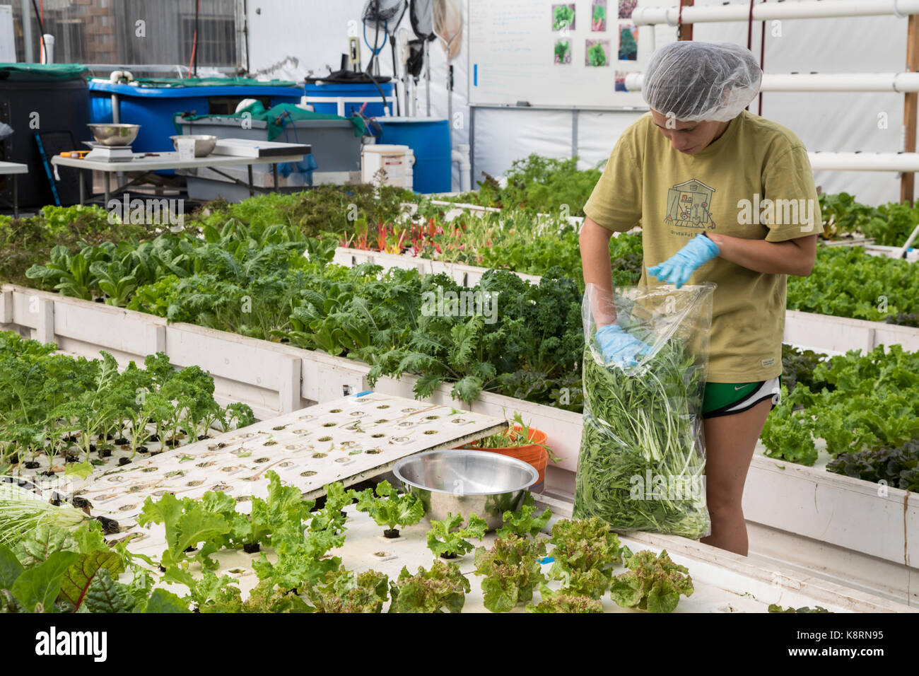 Acuaponía: una opción ecológica y rentable - Hortalizas, image size:1300x956