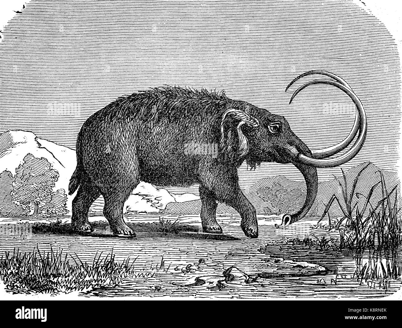 Mastodons are any species of extinct mammutid proboscideans in the genus Mammut, distantly related to elephants, digital improved reproduction of a woodcut, published in the 19th century Stock Photo