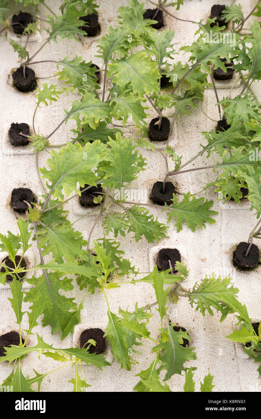 Denver, Colorado The aquaponic farm at the GrowHaus, an indoor farm