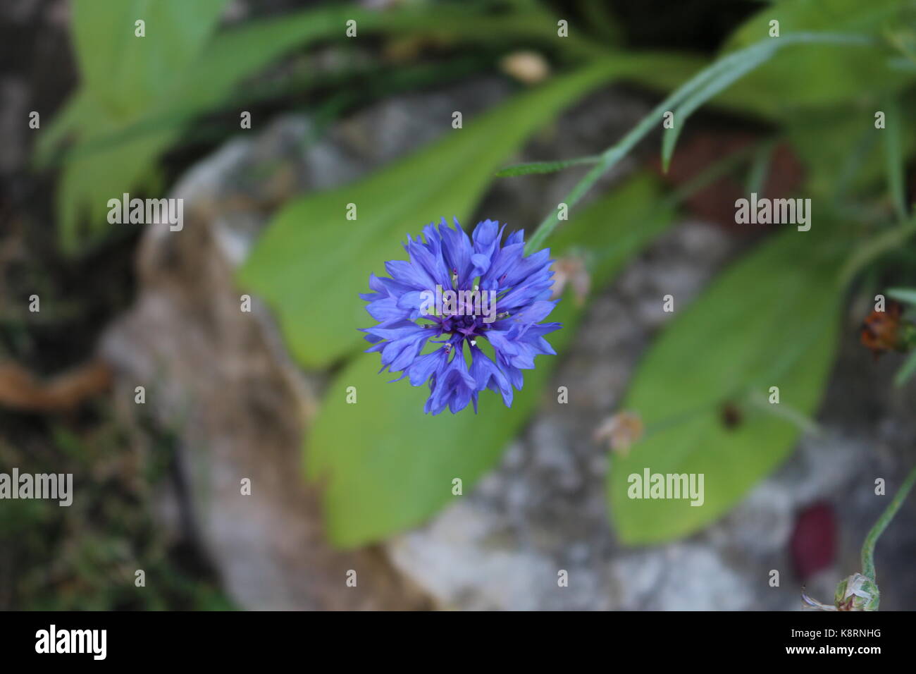 Flower Blue Bachelor Button Stock Photo