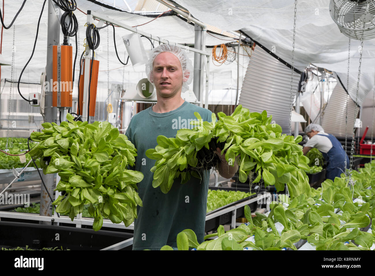 Hydroponic farm hires stock photography and images Alamy