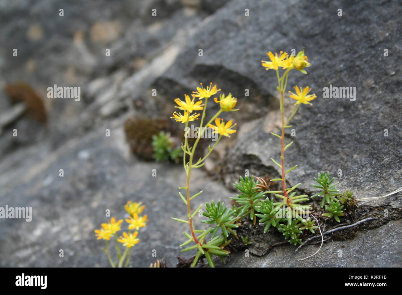 Unsorted plant images (Work in progress) Stock Photo