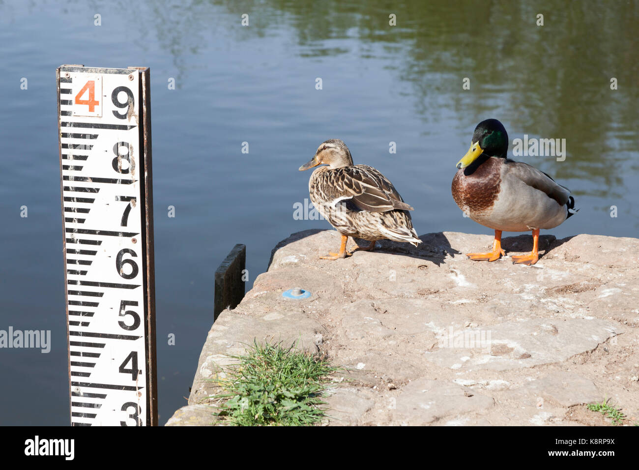 Two ducks, a duck & a drake on bank of River Wye at Ross-on-Wye with water level/flood level gauge/ indicator. Stock Photo