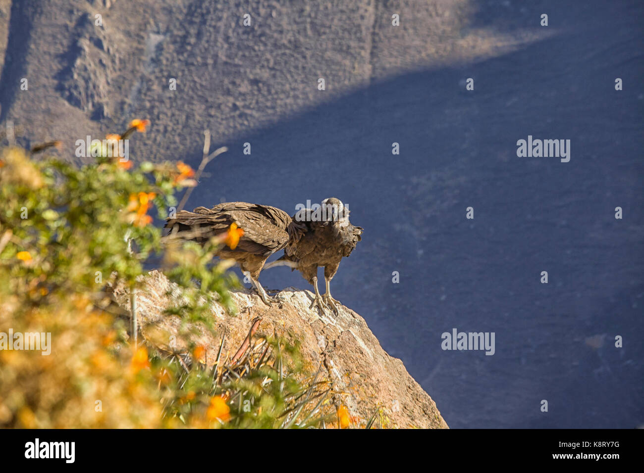 Condors On Rocks Young condor peru hi-res stock photography and images - Alamy