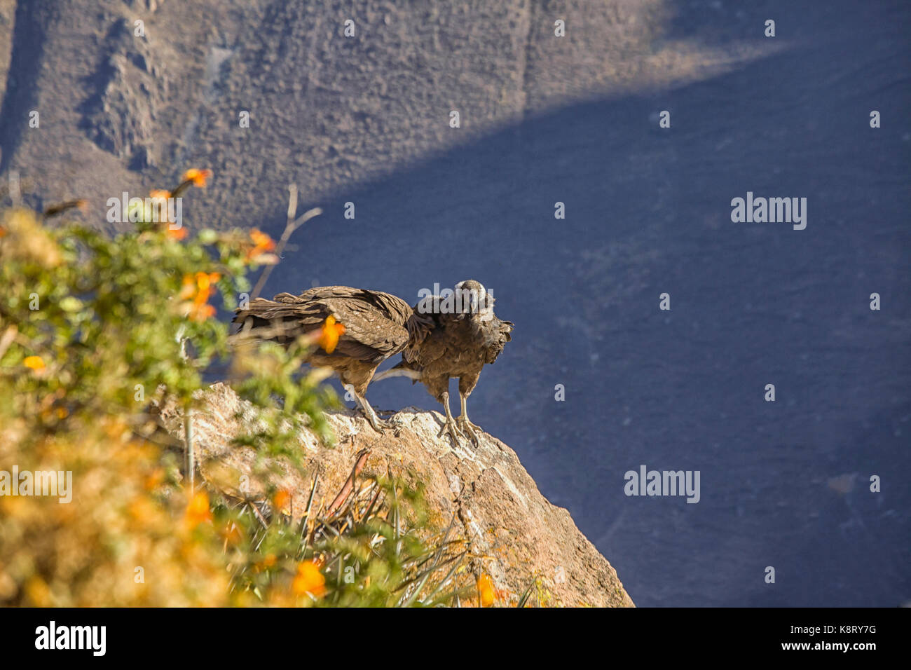 Young condor chicks on the rocks in the Colca canyon in Peru. They are the largest flying land birds in the Western Hemisphere with a wingspan, rangin Stock Photo