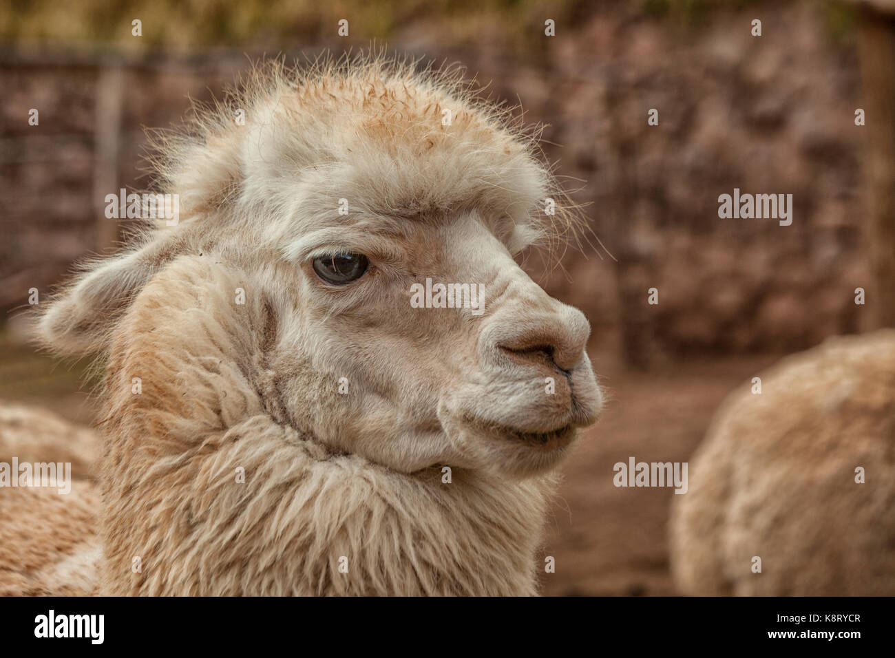 Llama in Peru Stock Photo