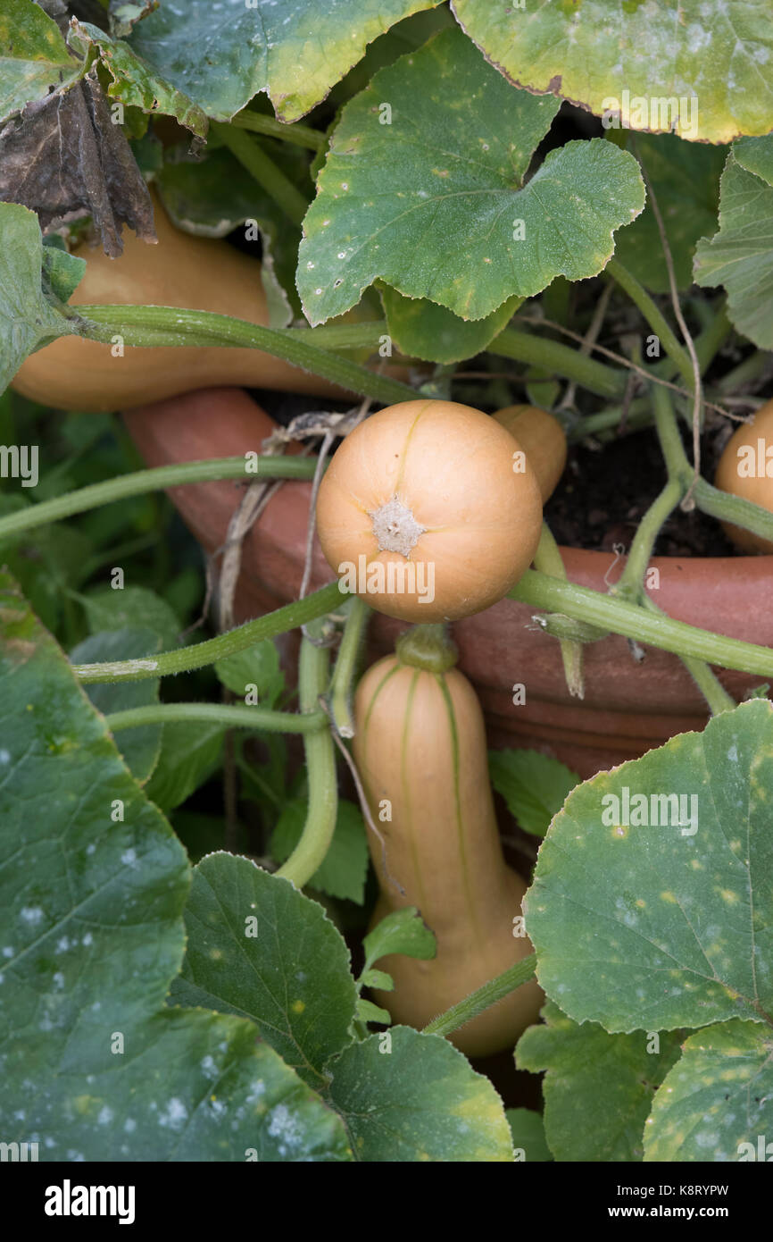 Cucurbita moschata.  Butternut squashes growing in a large plant pot. UK Stock Photo