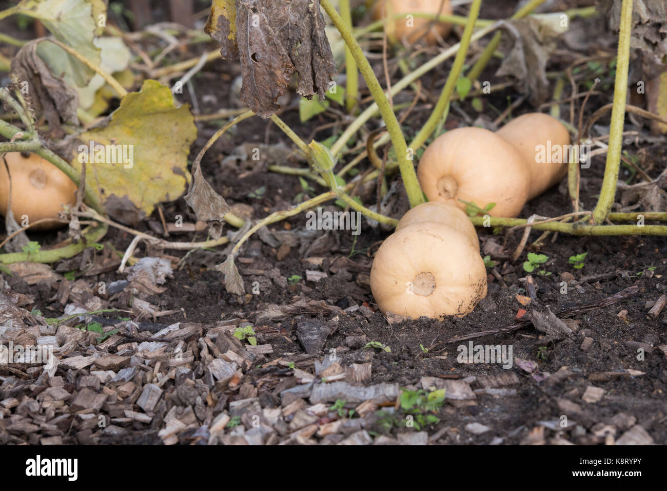 Cucurbita moschata.  Butternut squash ‘Hercules’ growing in a vegetable garden. UK Stock Photo