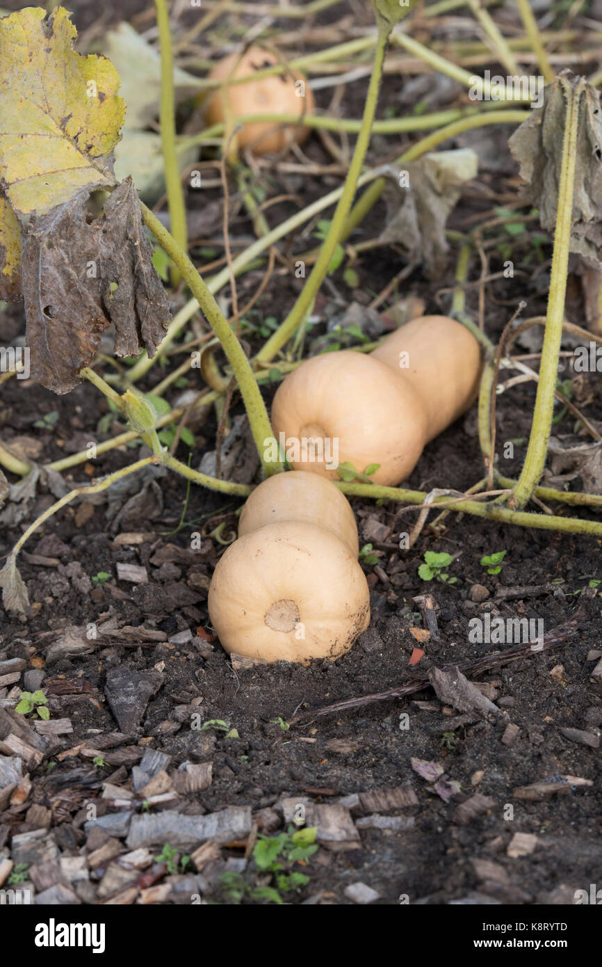 Cucurbita moschata.  Butternut squash ‘Hercules’ growing in a vegetable garden. UK Stock Photo