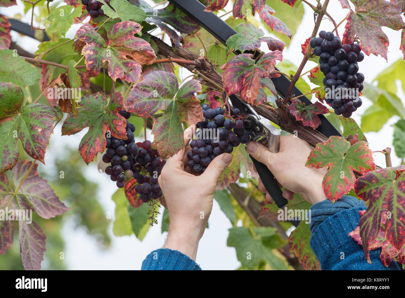 Vitis ’Boskoop Glory’. Grape 'Boskoop Glory'. Cutting Black grapes with secateurs from the vine grown on a garden arch in September Stock Photo