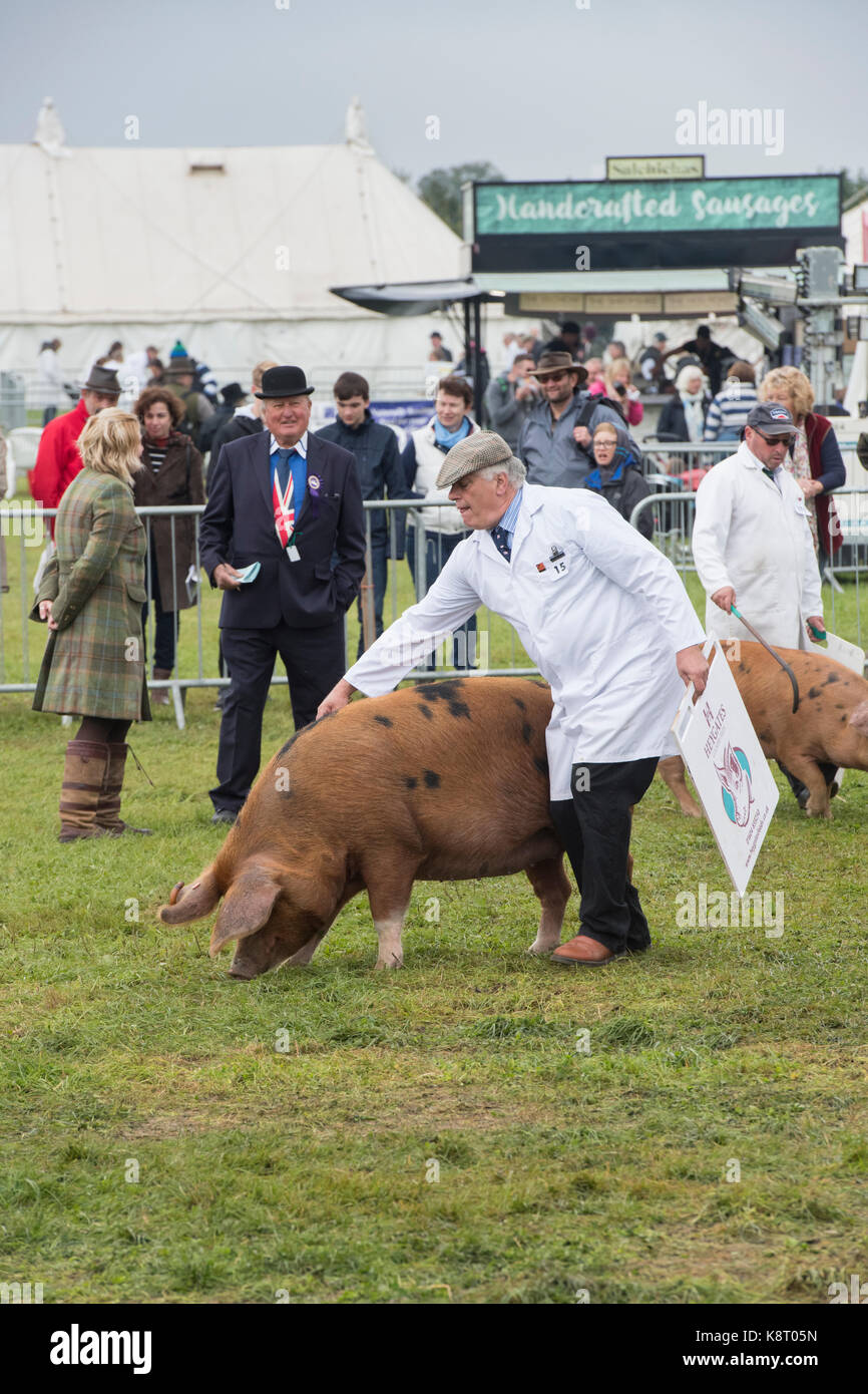 Sus scrofa domesticus. Farmers showing Oxford Sandy and Black pigs at The Royal County of Berkshire show. Newbury, Berkshire. UK Stock Photo