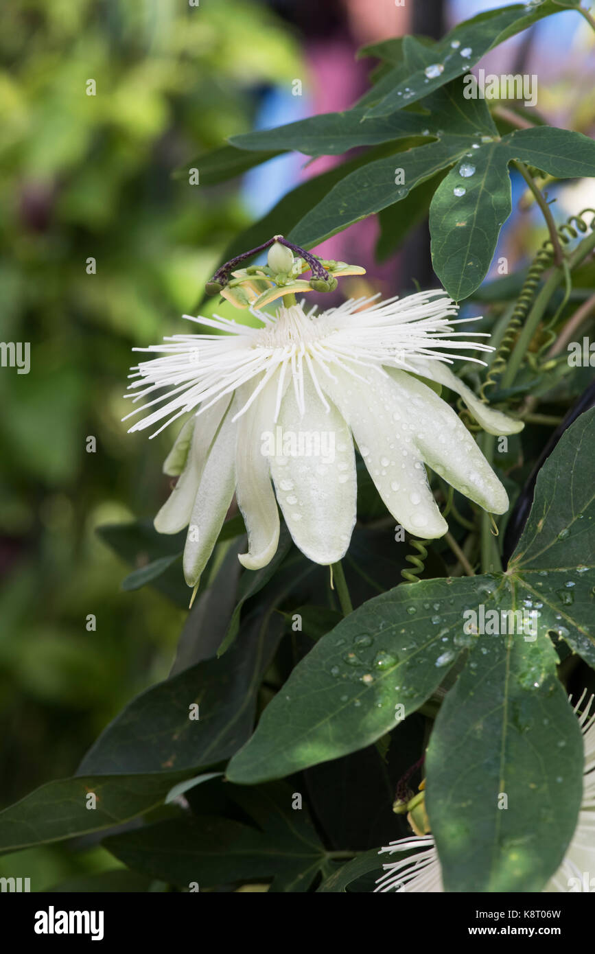 Passiflora ‘Constance elliott’. passionflower 'Constance Eliott' . White Passion flower Stock Photo