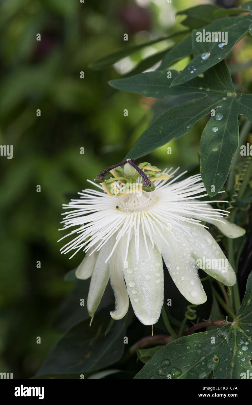Passiflora ‘Constance elliott’. passionflower 'Constance Eliott' . White Passion flower Stock Photo
