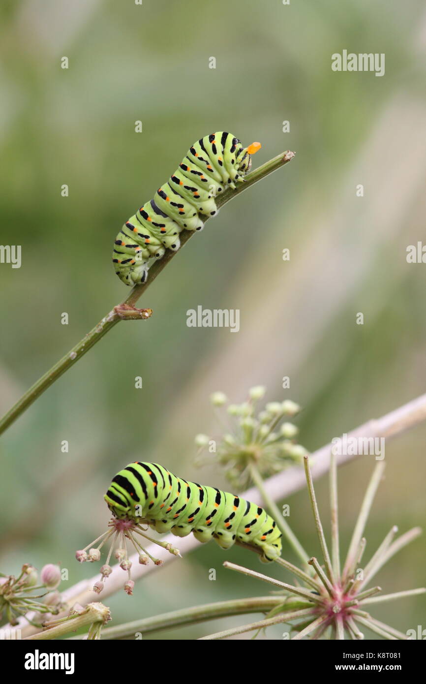 Swallowtail butterfly caterpillars Stock Photo