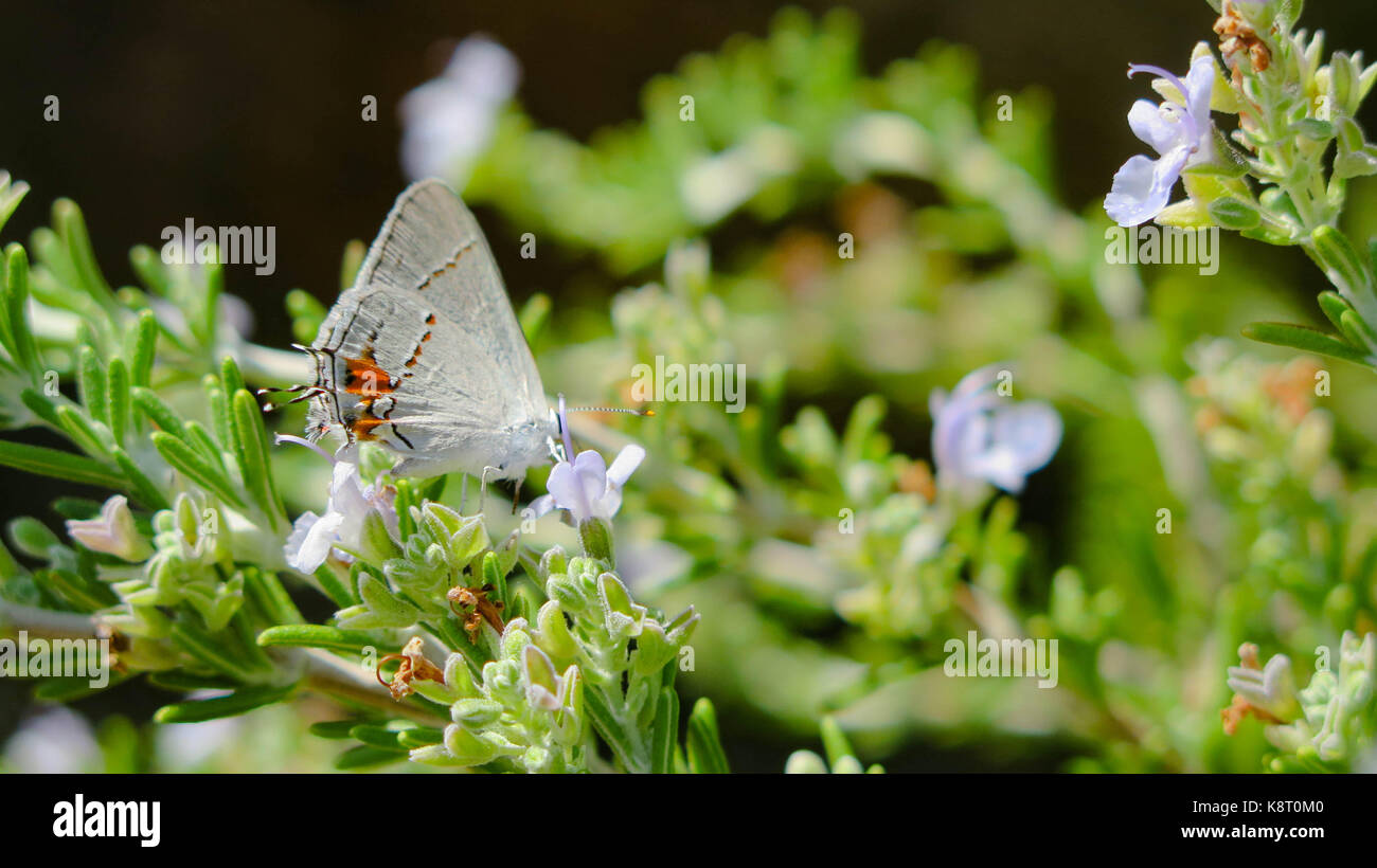 White Butterfly on rosemary Stock Photo