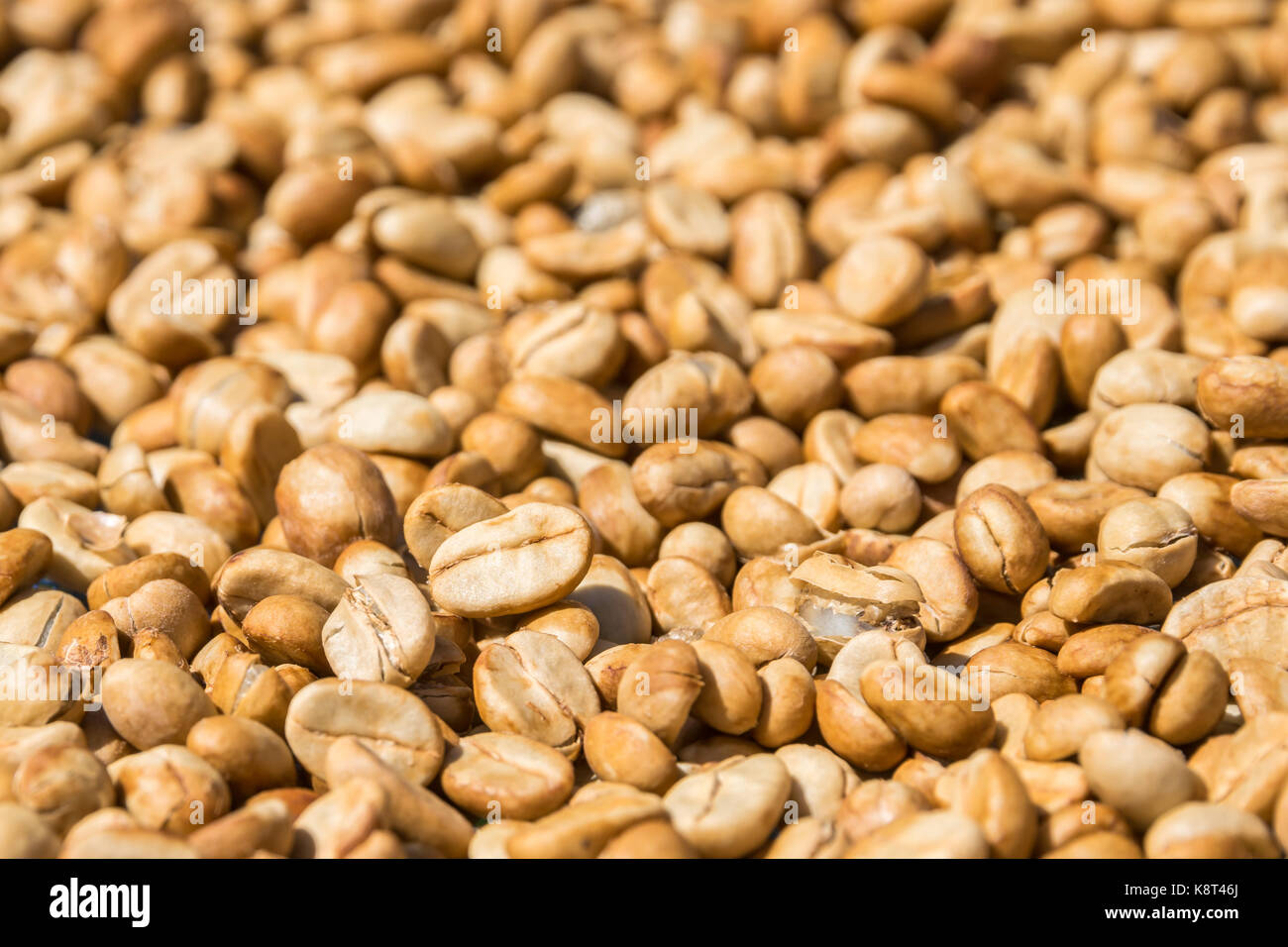 Close up of Coffee Beans Drying with the Sun,,home made coffee methods Stock Photo
