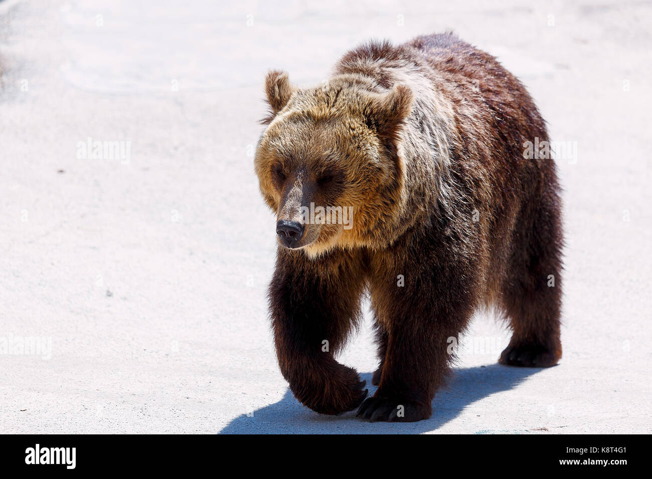 Brown european bear face, Ursus arctos arctos Stock Photo - Alamy