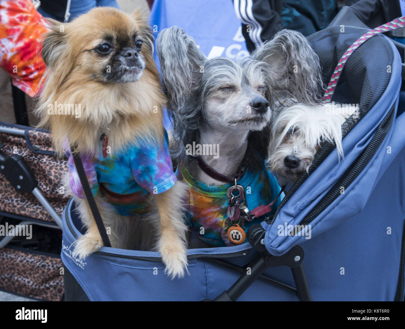 Animal lovers celebrate National Dog Day at the Brooklyn Public Library with a dog fashion show on the green carpet. National Dog Day is celebrated August 26th annually and was founded in 2004 by Pet & Family Lifestyle Expert and Animal Advocate,  Colleen Paige. Stock Photo