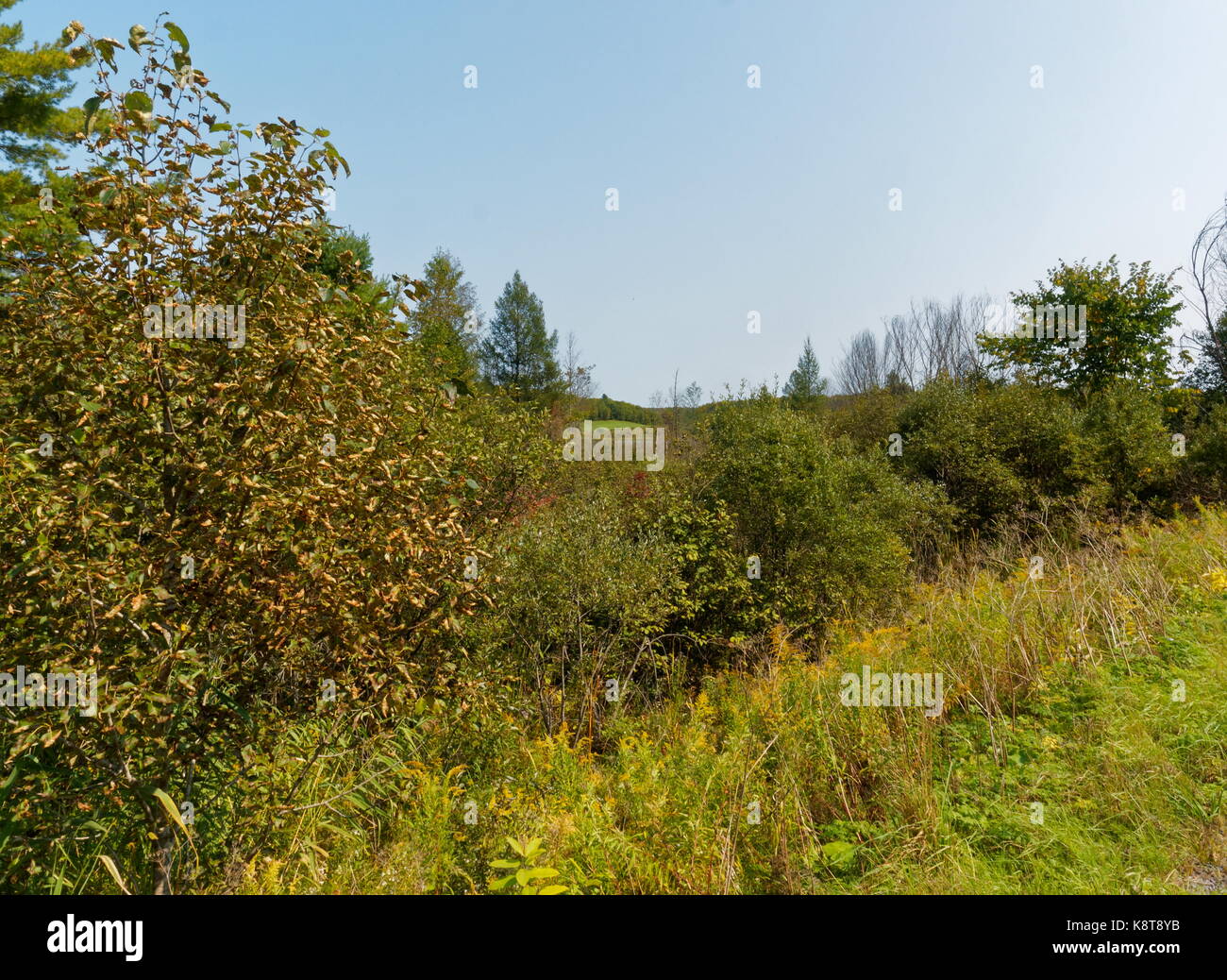 quebec,canada. Trees and roadside brush Stock Photo