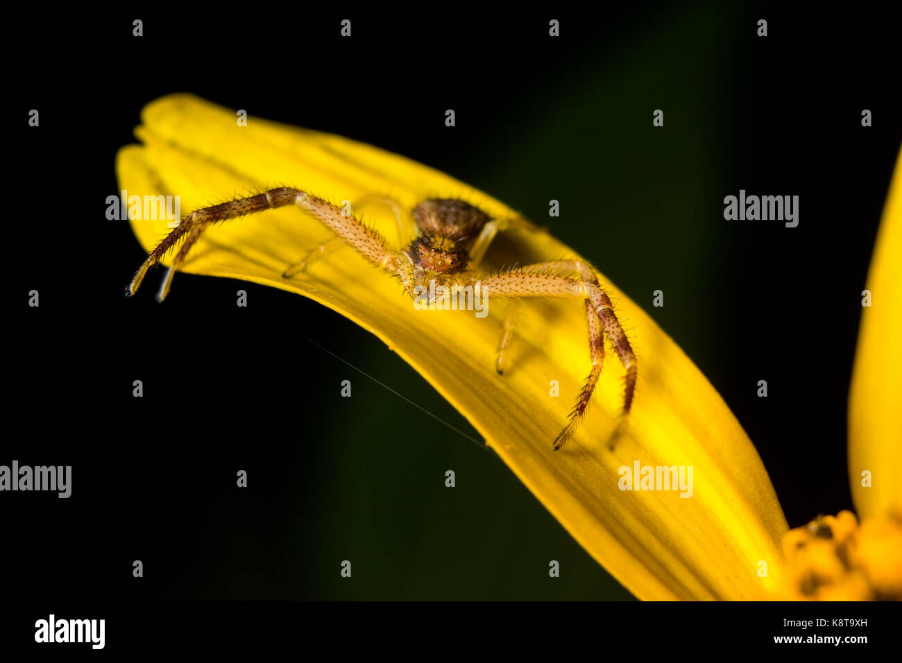 A spider perches on a yellow flower. Stock Photo