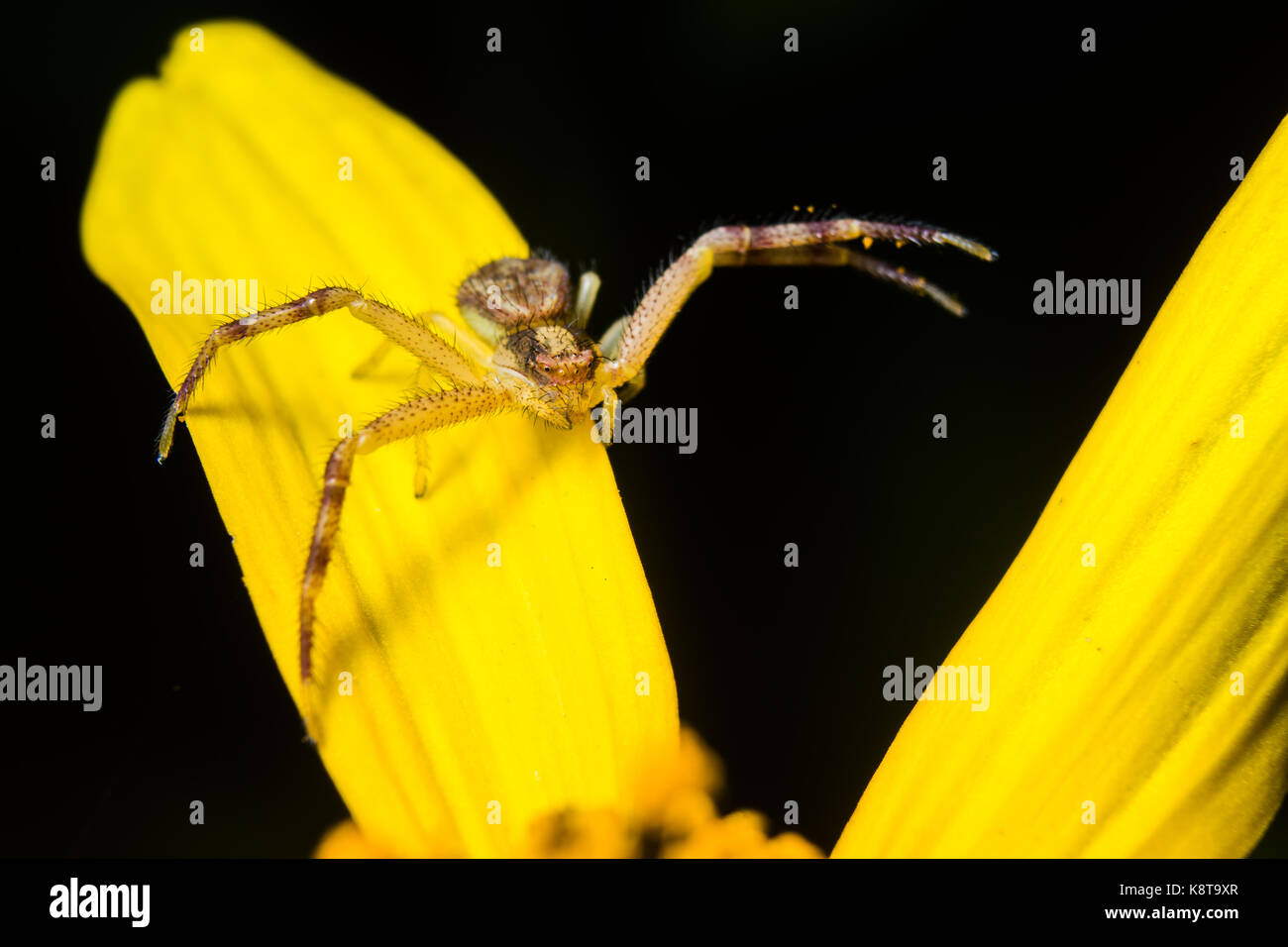 A spider perches on a yellow flower. Stock Photo