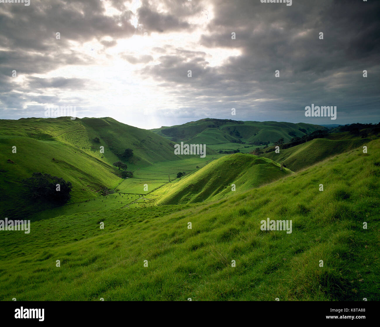 New Zealand. North Island. Auckland Region. Manukau Heads pastoral valley. Stock Photo