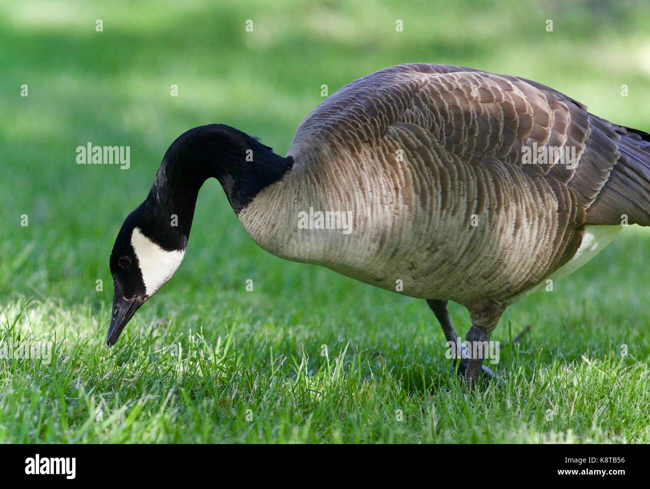 Happy goose hi-res stock photography and images - Page 18 - Alamy