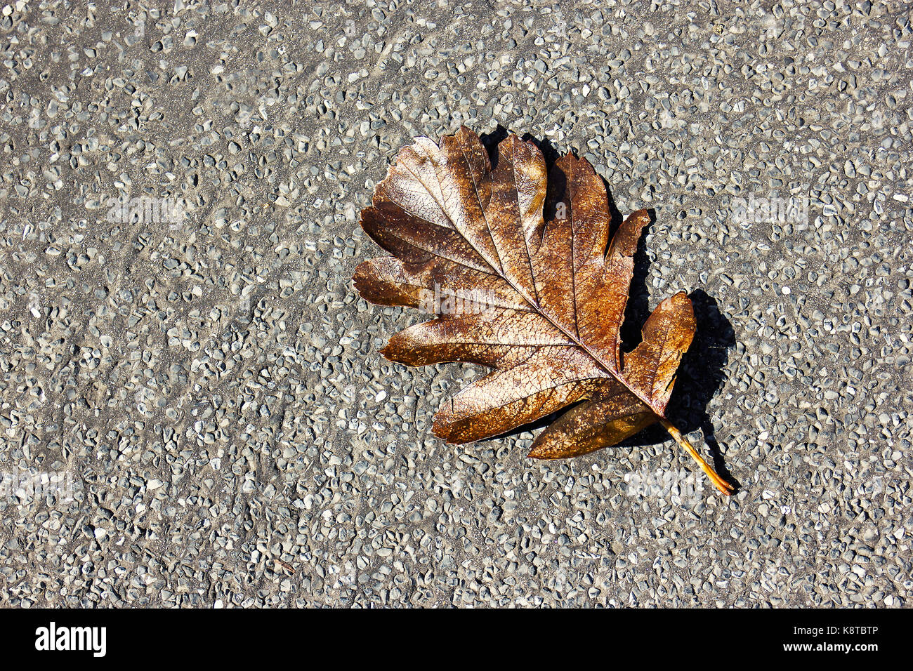 brown leaf resting on tarmac pavement Stock Photo