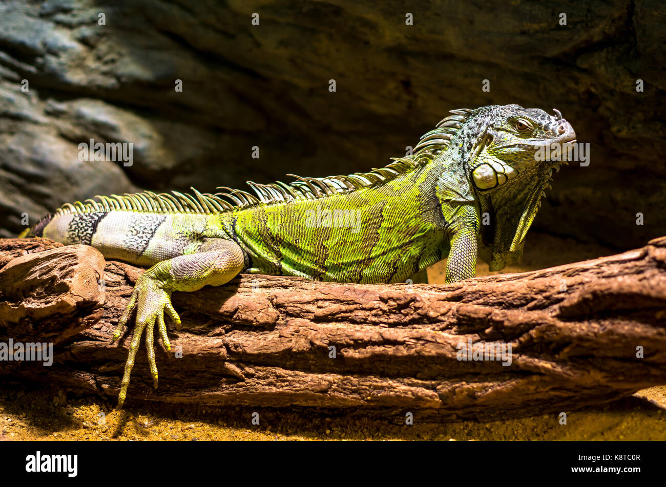 Green Iguana on a tree Stock Photo Alamy