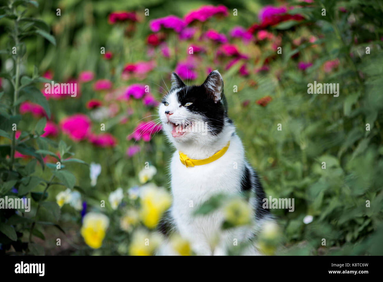 Domestic cat in the garden Stock Photo - Alamy