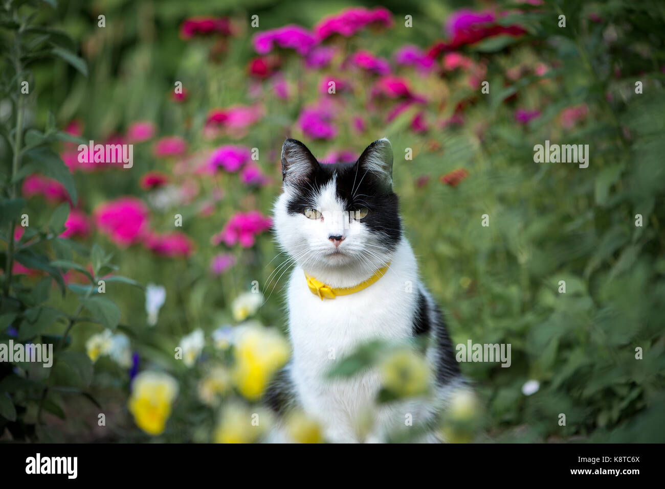 Domestic cat in the garden Stock Photo - Alamy