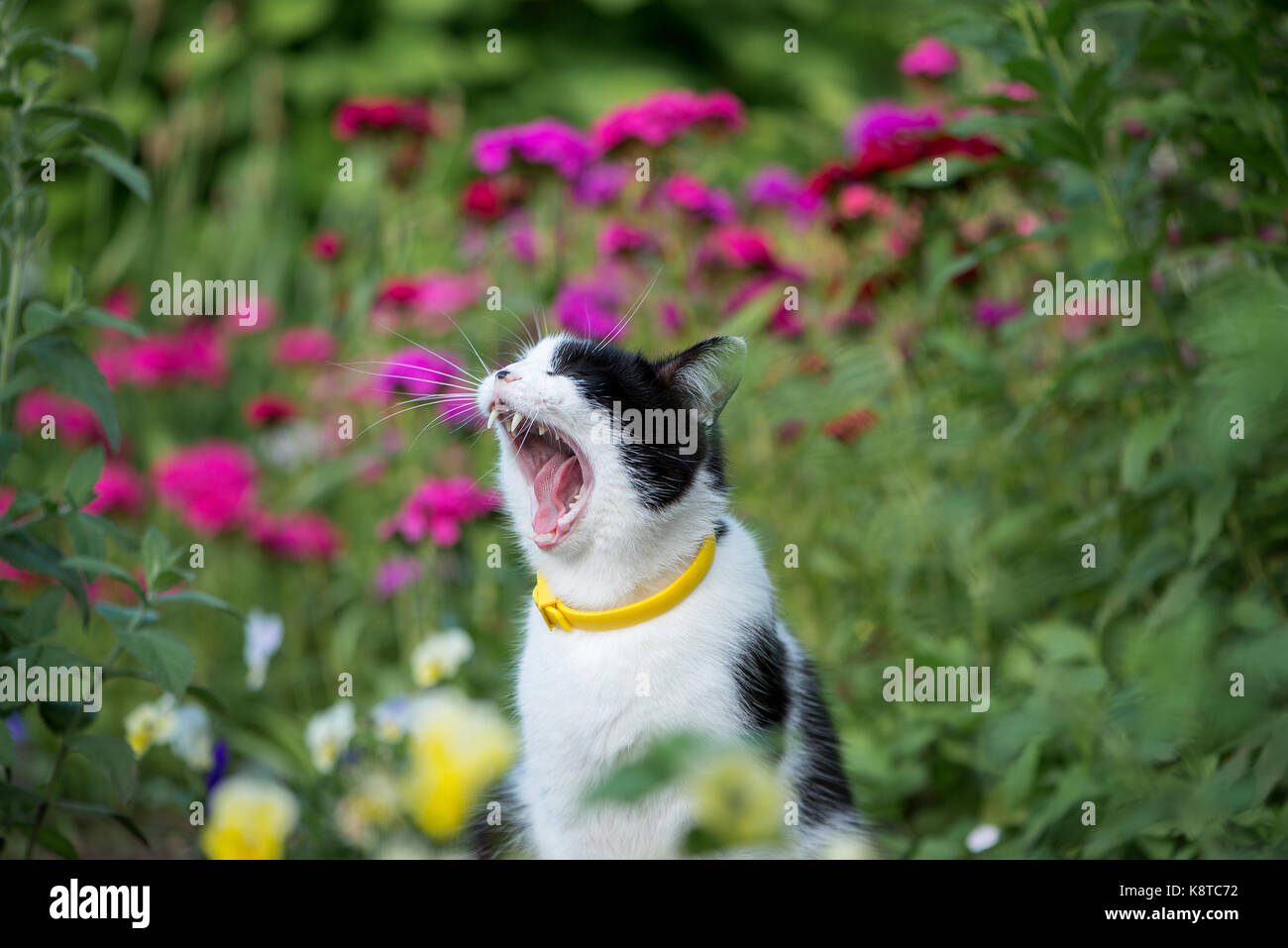 Domestic cat in the garden Stock Photo - Alamy