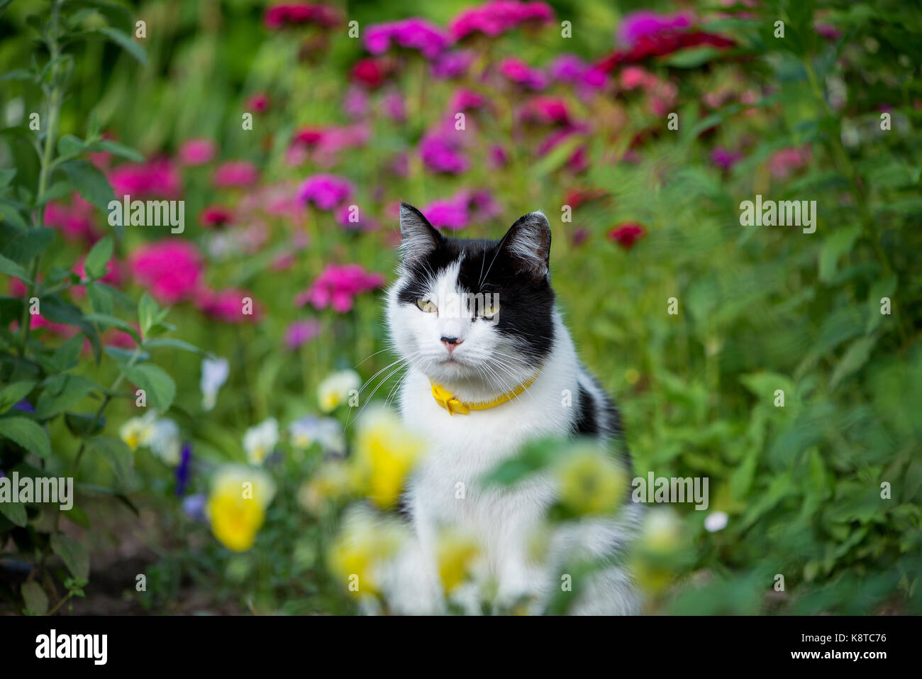 Domestic cat in the garden Stock Photo - Alamy