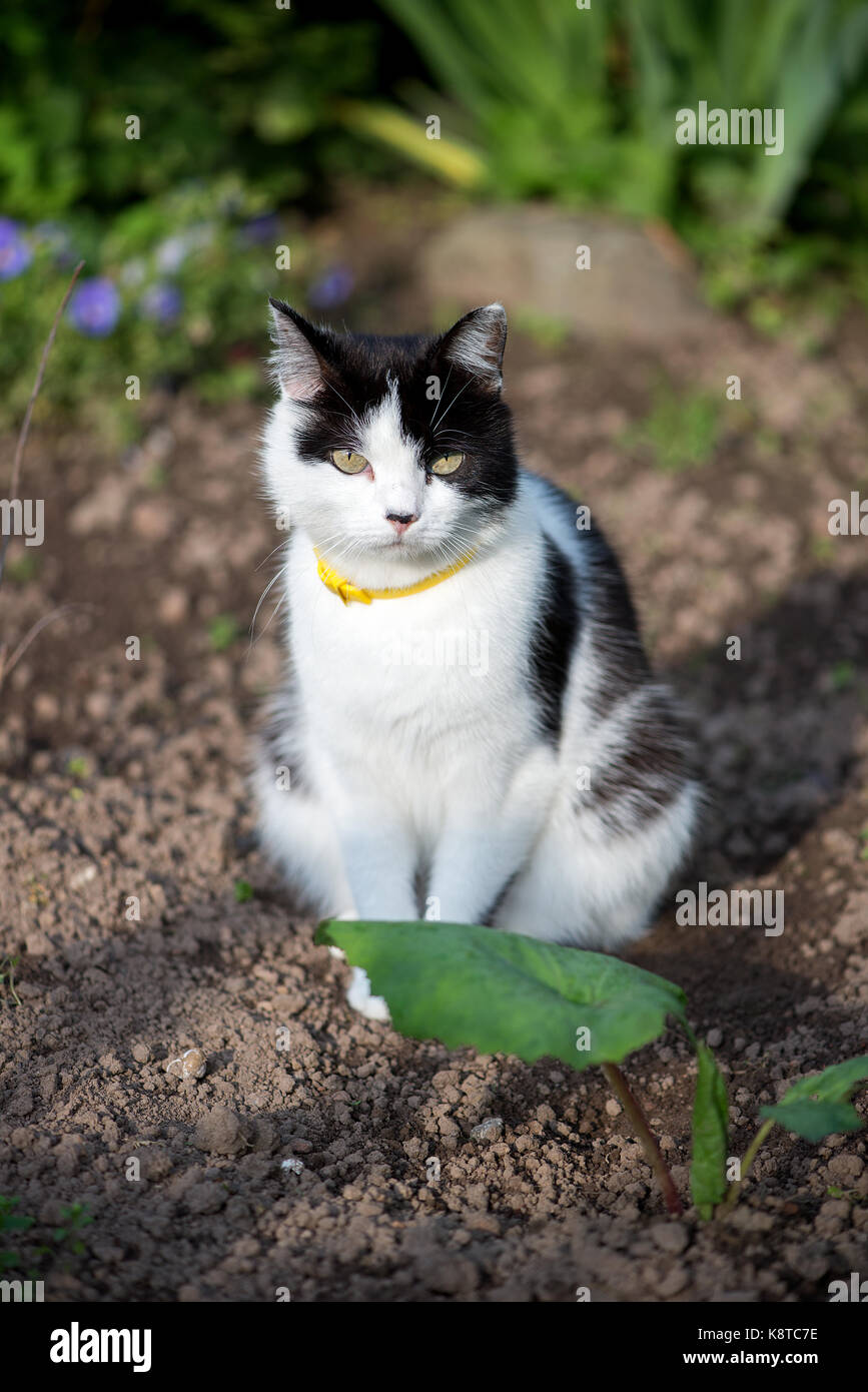 Cats in garden theme hi-res stock photography and images - Alamy