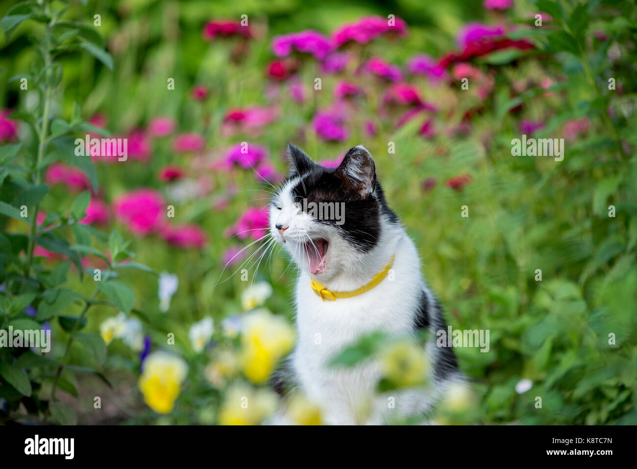 Domestic cat in the garden Stock Photo - Alamy