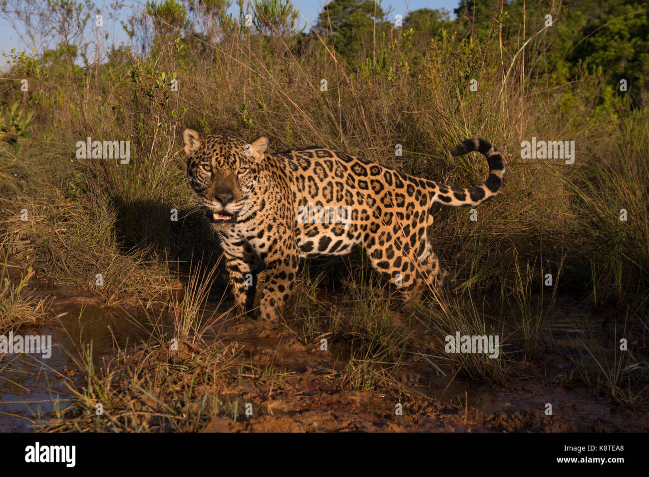 Jaguar in a small creek among native grass from the Cerrado of Central Brazil Stock Photo