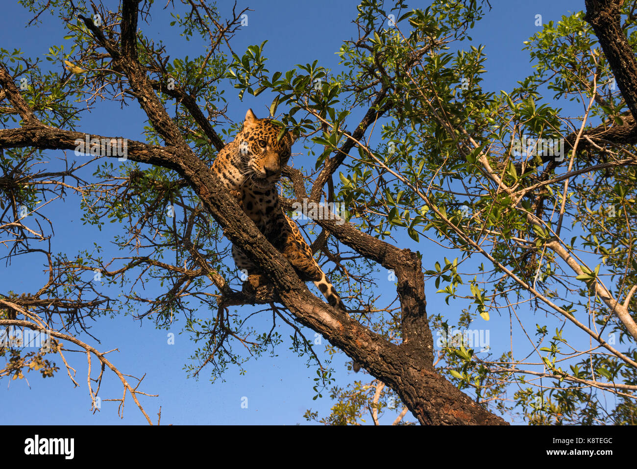Jaguar on a tree in Central Brazil Stock Photo