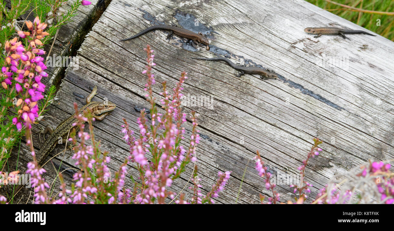 Common Lizard on log with young in Galloway Forest Park Stock Photo