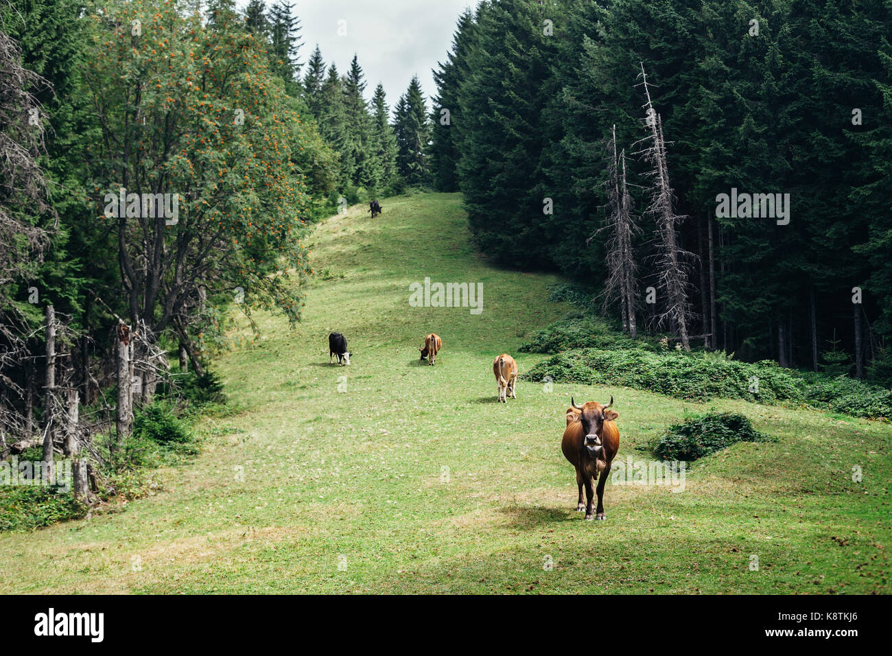 Herd of cows grazing on a green meadow in forest. nature background ...