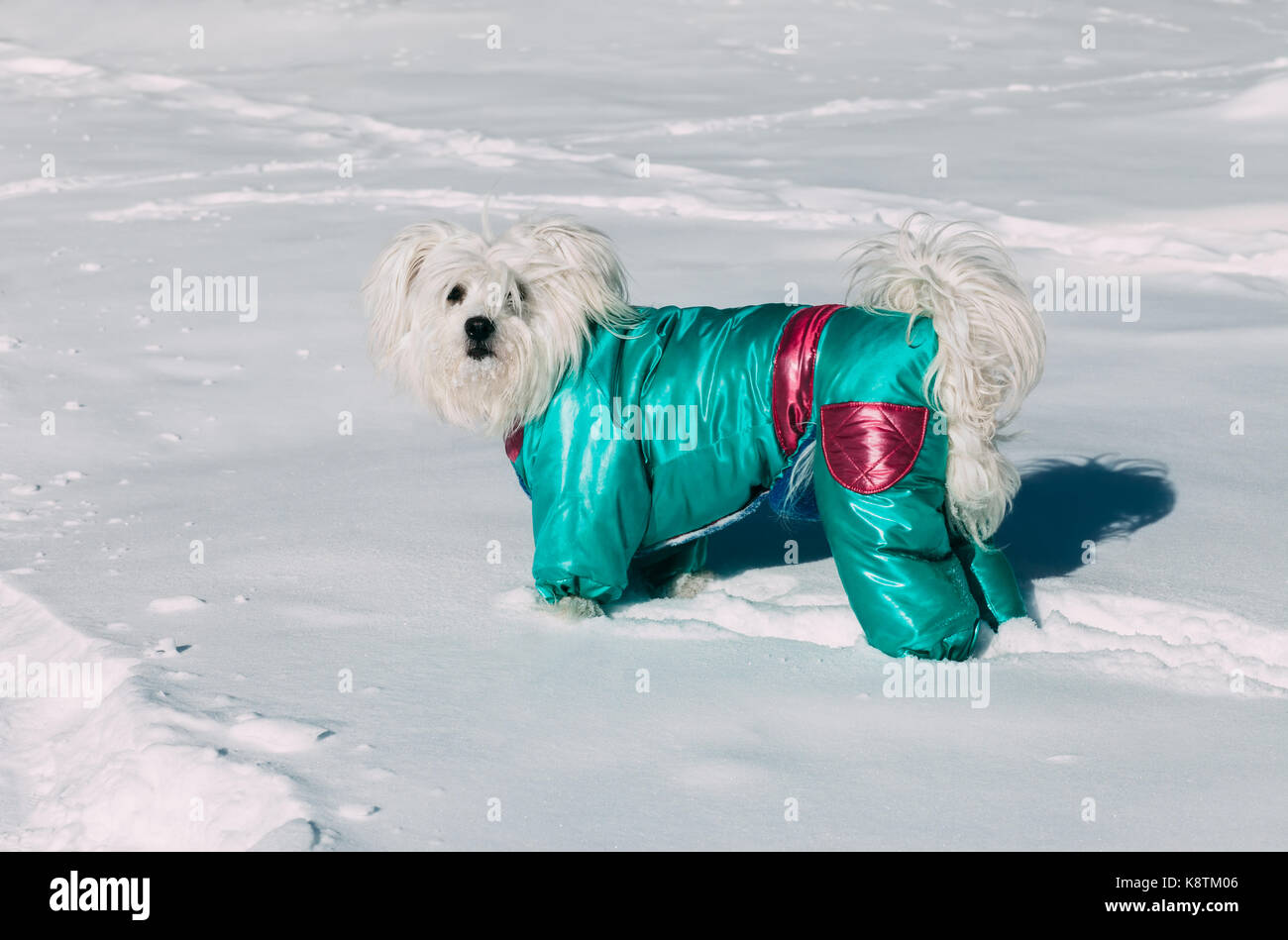 small dog winter clothes