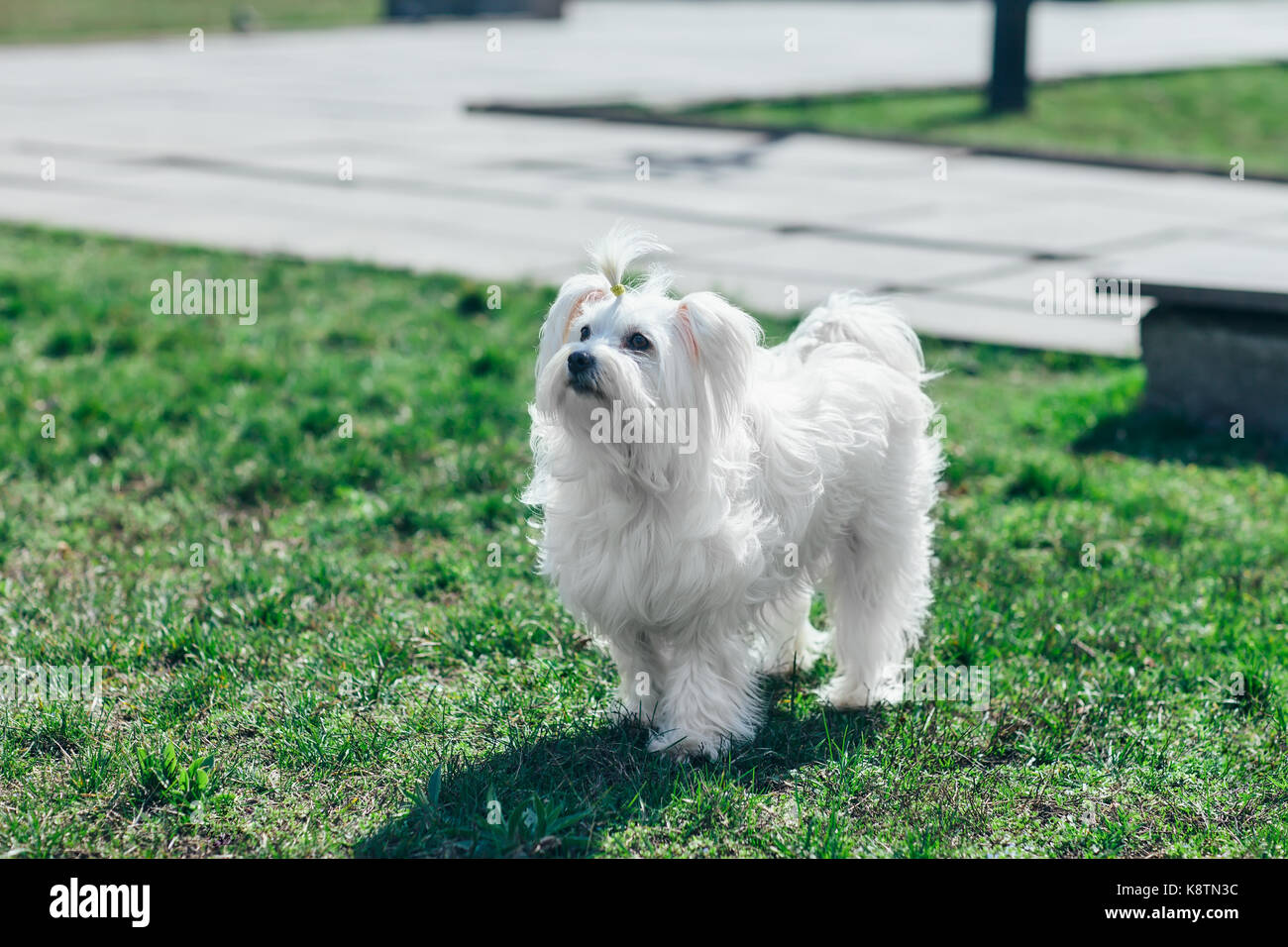Happy cute dog walking in grass Stock Photo - Alamy