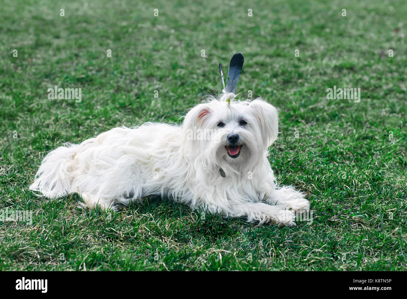 Funny cute dog with feather like Indian walking on meadow Stock Photo - Alamy Funny cute dog with feather like Indian walking on meadow Stock Photo - Alamy
