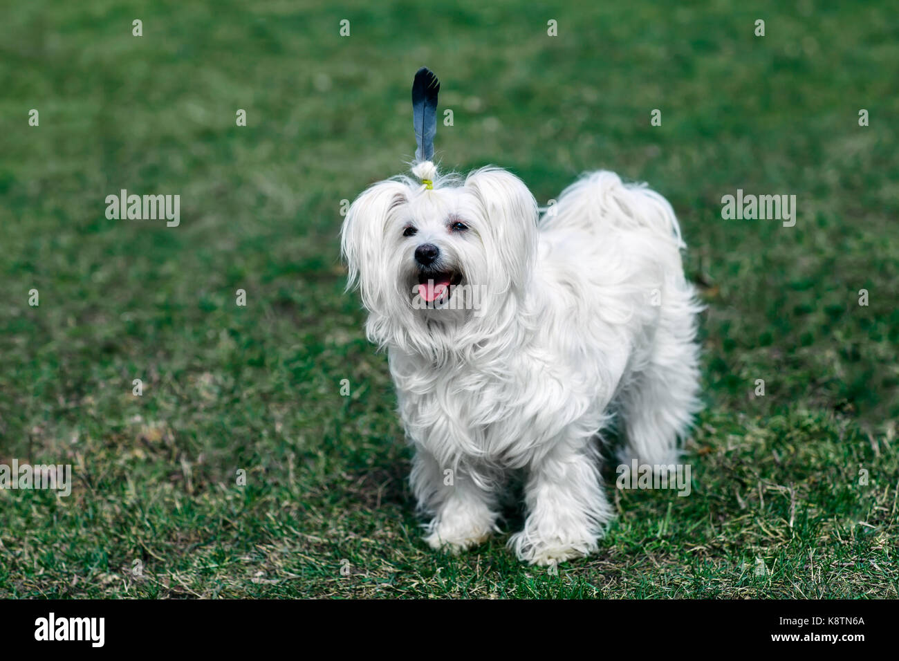 Funny cute dog with feather like Indian walking on meadow Stock Photo - Alamy Funny cute dog with feather like Indian walking on meadow Stock Photo - Alamy