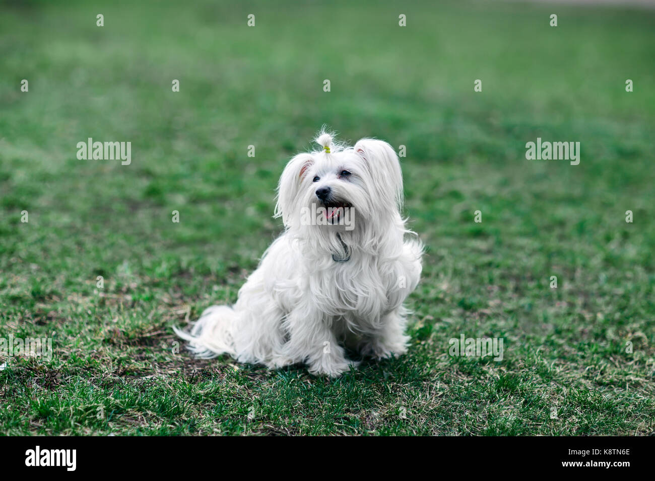 Happy cute dog sitting in grass Stock Photo - Alamy