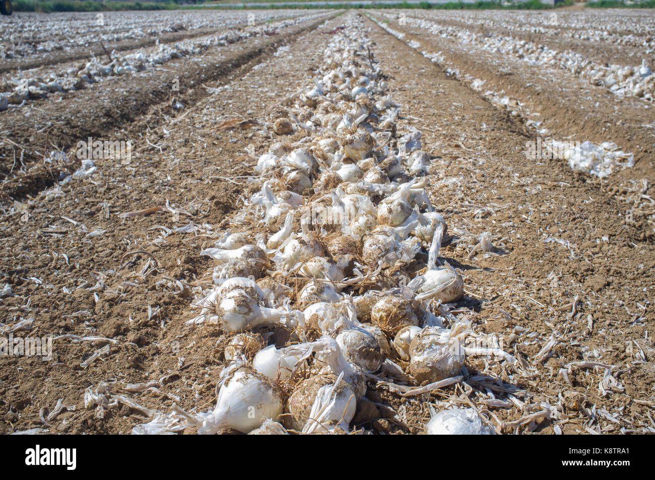 Field with unearthed onions lines, Badajoz, Spain. Dehydrated food industry Stock Photo