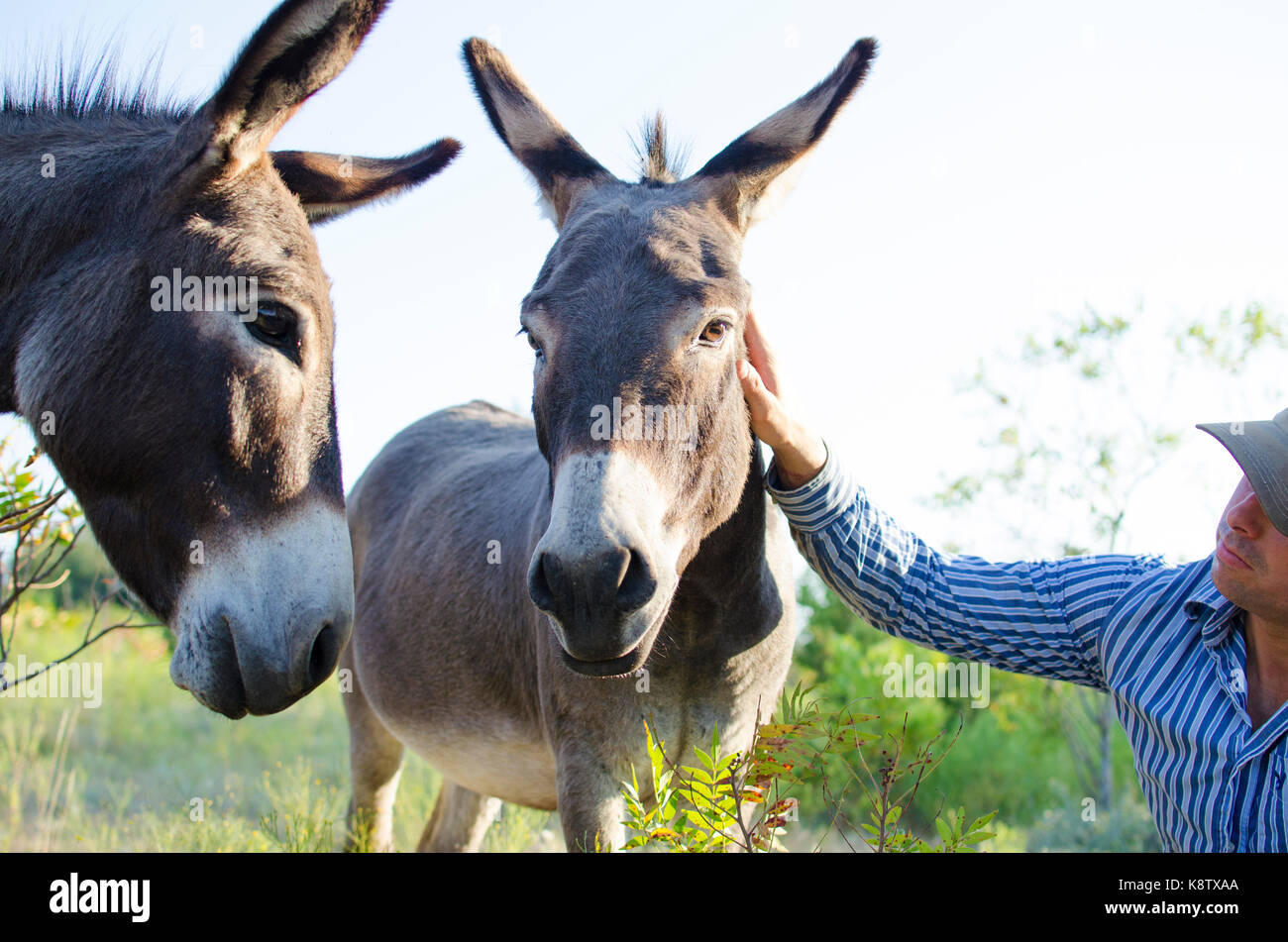 Male farmer petting cute mini donkeys on rural Texas ranch. Stock Photo