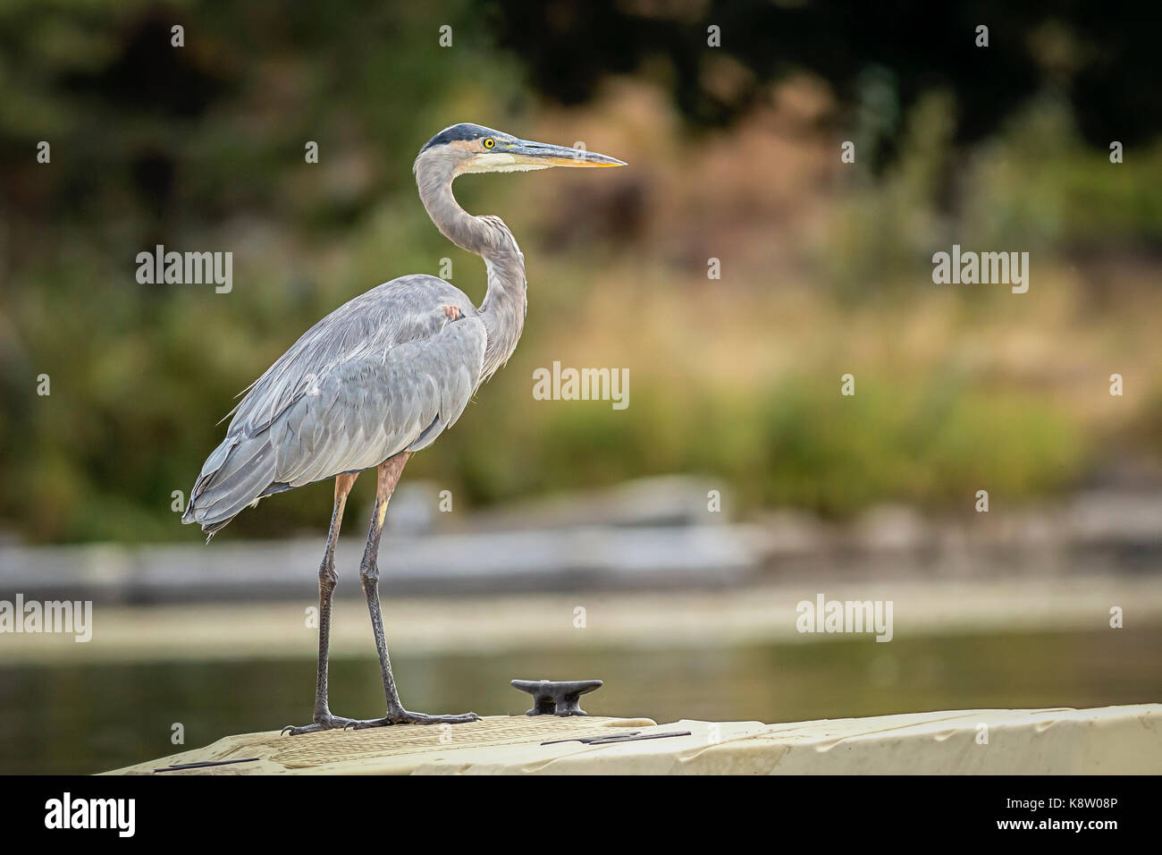 A great blue heron stands on a small dock on Newman Lake in Washington. Stock Photo