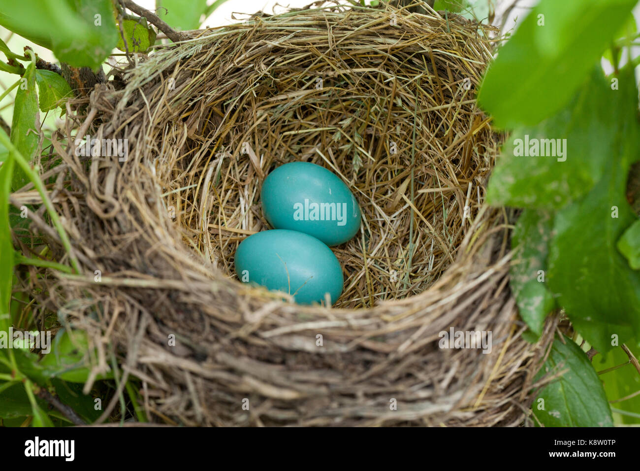 American Robin (Turdus migratorius) bird eggs in nest - USA Stock Photo